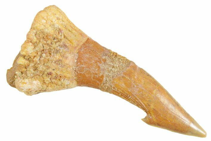 Fossil Sawfish (Onchopristis) Rostral Barb - Morocco #356428